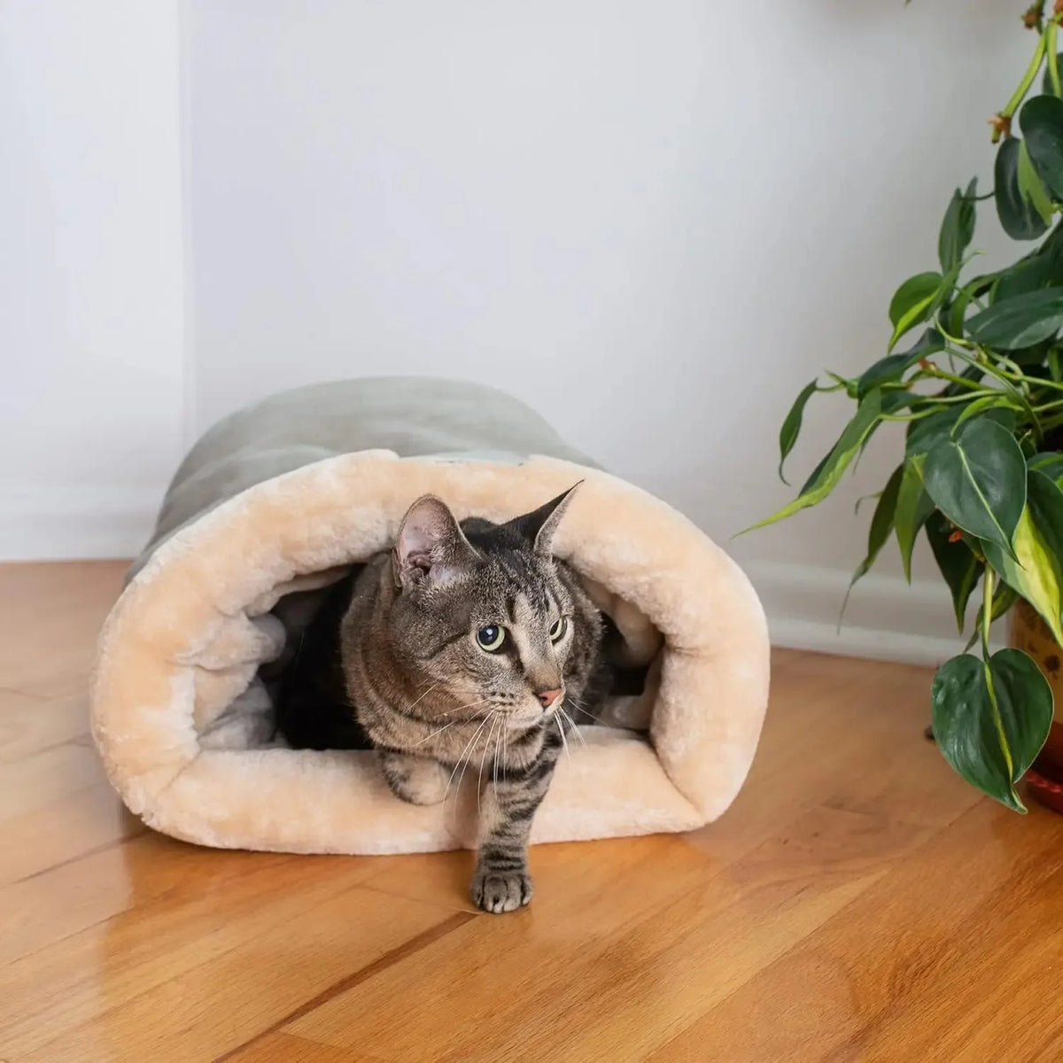 Cat entering the plush sleeping bag