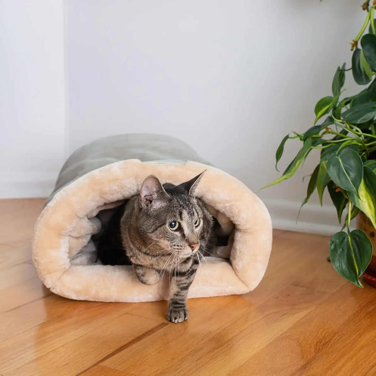 Cat entering the plush cave bed